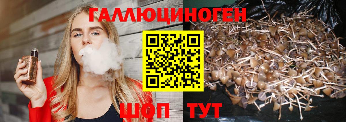 Свободный  Псилоцибиновые грибы Psilocybe  Вход с VPN 